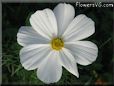 white cosmos flower