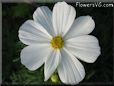 white cosmos flower picture