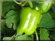 bell pepper