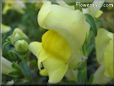 yellow snap dragon flower