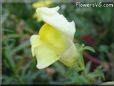 yellow snap dragon flower