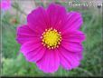 dark red cosmos flower