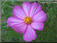 pink white cosmos flower