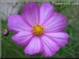 pink white cosmos flower