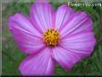 pink white cosmos flower