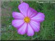 pink white cosmos flower