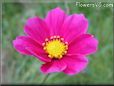 dark red cosmos flower