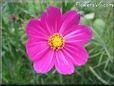 purple white cosmos flower