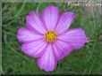 pink white cosmos flower