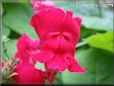 red snap dragon  flower