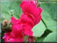red snap dragon flower