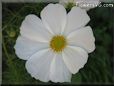 white cosmos flower