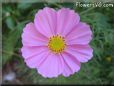 pink cosmos flower picture