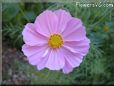 pink cosmos flower