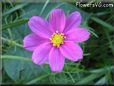 cosmos flower