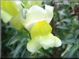 yellow snap dragon flower