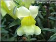 yellow snap dragon flower