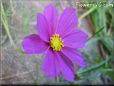 cosmos flower