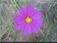 cosmos flower
