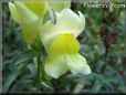 yellow snap dragon flower