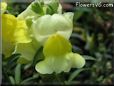 yellow snap dragon flower