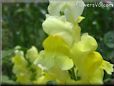 yellow snap dragon flower