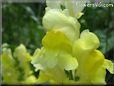 yellow snap dragon flower