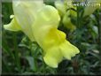 yellow snap dragon flower