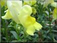 yellow snap dragon flower