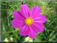 purple white cosmos flower