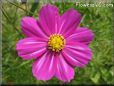 purple white cosmos flower