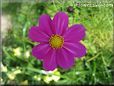 purple white cosmos flower