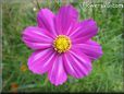 purple white cosmos flower