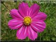 purple white cosmos flower