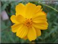 orange cosmos flower