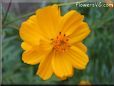 orange cosmos flower