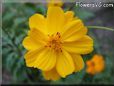 orange cosmos flower