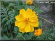 orange cosmos flower
