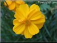 orange cosmos flower