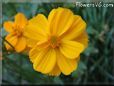 orange cosmos flower