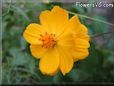 orange cosmos flower