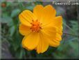 orange cosmos flower