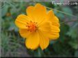 orange cosmos flower