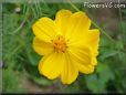 orange cosmos flower