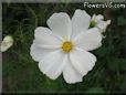 white cosmos flower
