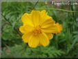 orange cosmos flower