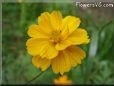 orange cosmos flower