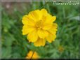 yellow cosmos flower