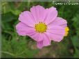 pink cosmos flower