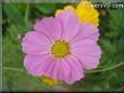 pink cosmos flower